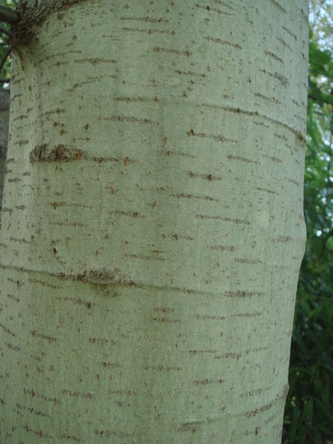 Populus tremula ecorce
